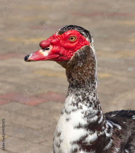 Muscovy duck (Cairina moschata) portrait close up