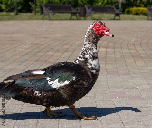 Obraz na płótnie Muscovy duck (Cairina moschata) in park w salonie