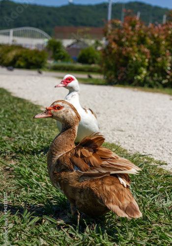Obraz na płótnie Muscovy duck (Cairina moschata) in park w salonie