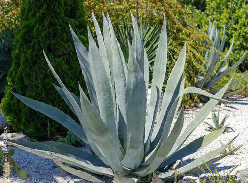 Agave americana grows in park. Sochi (Adler). photo