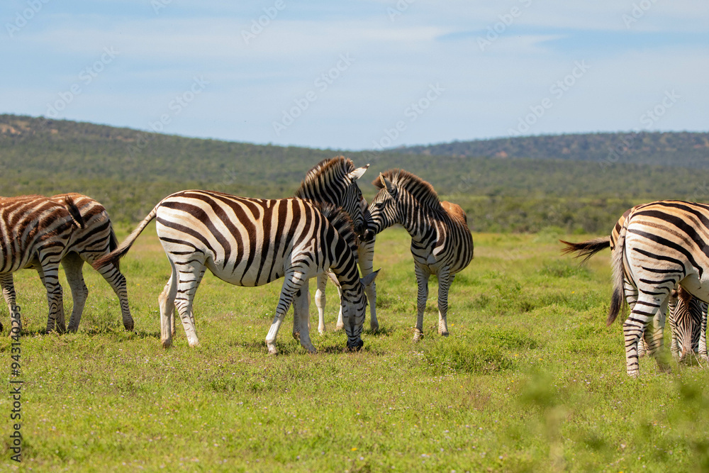 Naklejka premium Zebraherde