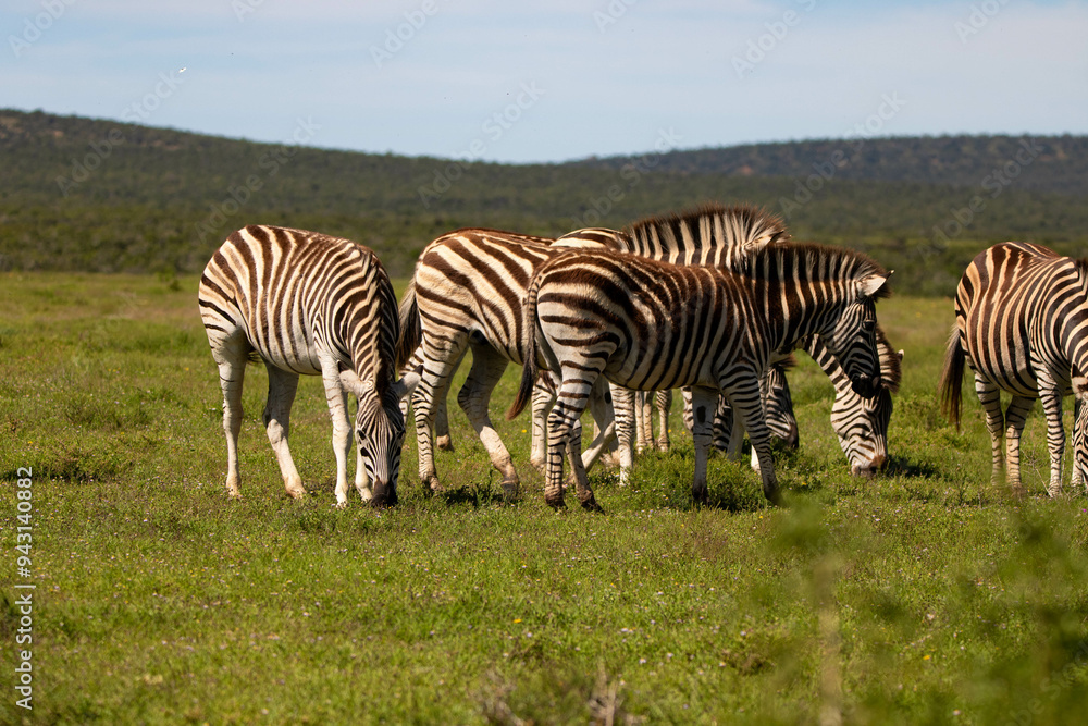 Fototapeta premium Zebraherde