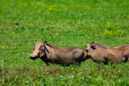 Wildschwein