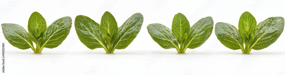 Isolated group of Watercress leaves in flat lay style, healthy salad vegetables with organic ingredients. Isolated group of Watercress leaves in flat lay style, healthy salad vegetables with organic ingredients.