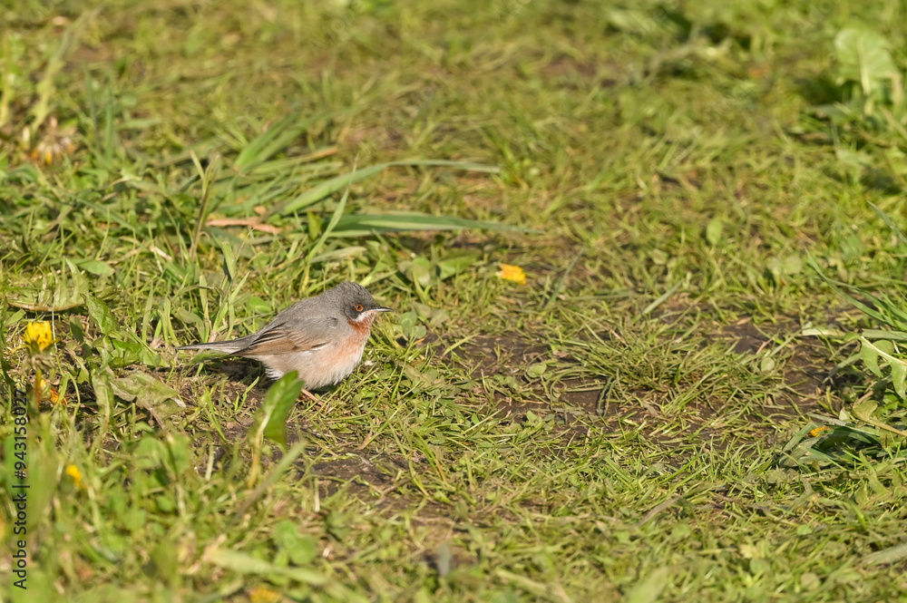 whitethroat sitting on the meadow in spring during migration whitethroat sitting on the meadow in spring during migration