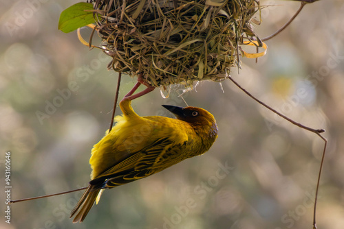 Vogel