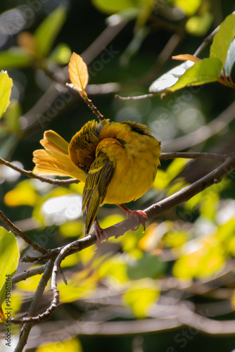 Vogel