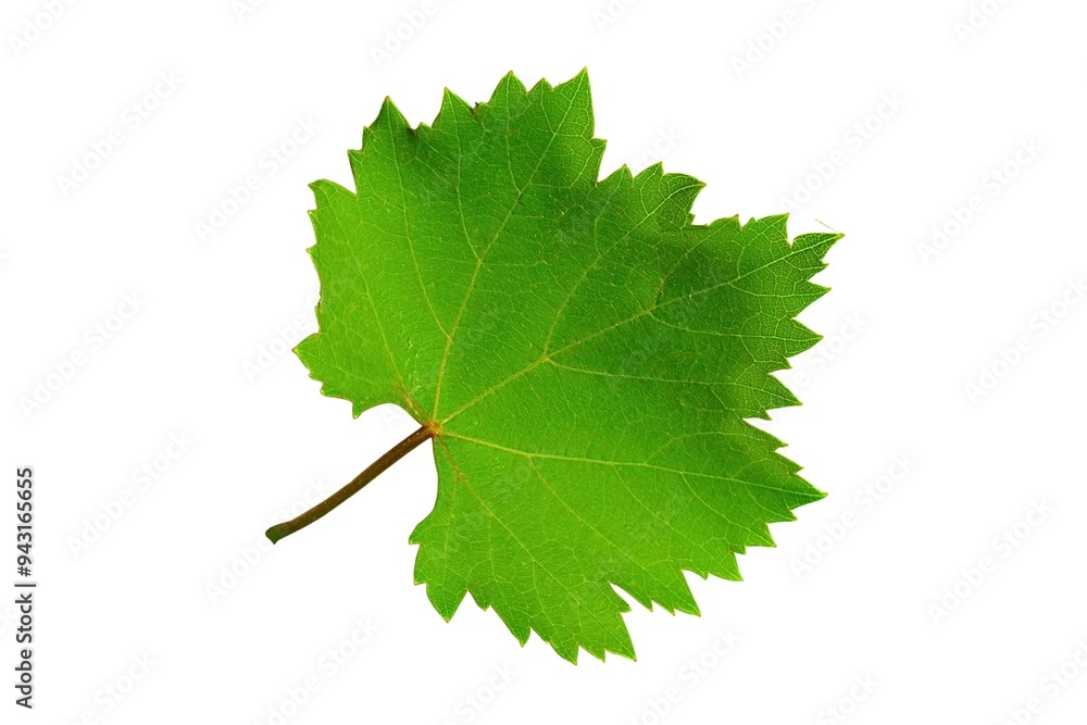 Realistic fresh green leaf of grape isolated on white background. Grape fruit leaf close up, PNG, Design elements Realistic fresh green leaf of grape isolated on white background. Grape fruit leaf close up, PNG, Design elements