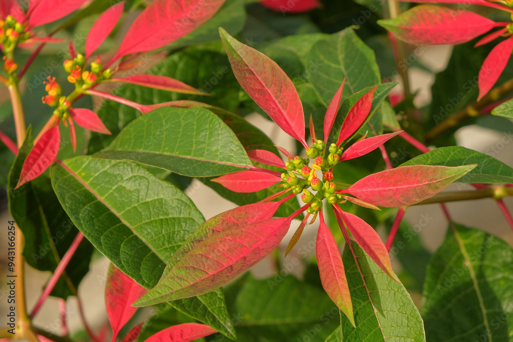 Poinsettia or Euphorbia pulcherrima. The leaves are red and have white gum. Usually grows on roadsides or in fields. Can be used as an ornamental plant Poinsettia or Euphorbia pulcherrima. The leaves are red and have white gum. Usually grows on roadsides or in fields. Can be used as an ornamental plant