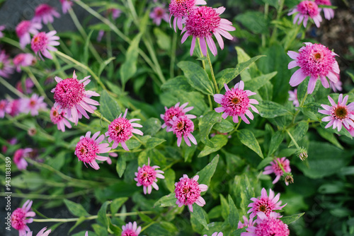 Pink flowers of Echinacea purpurea Razzmatazz in the garden