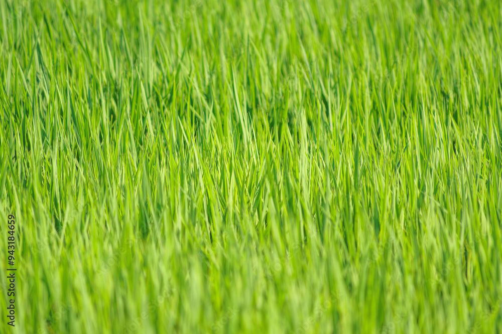 Fototapeta premium landscape lush green rice fields