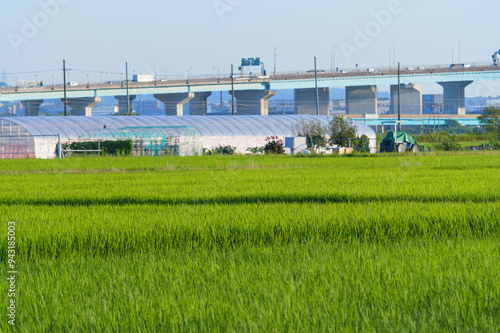 Rice fields in Asia, farming village at dusk