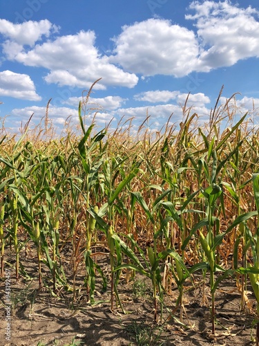 Corn field close up. Selective focus. Green Maize Corn Field Plantation in Summer Agricultural Season. Close up of corn on the cob in a field. 