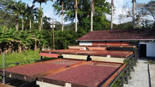 Drying cocoa for chocolate production, Venezuela photo