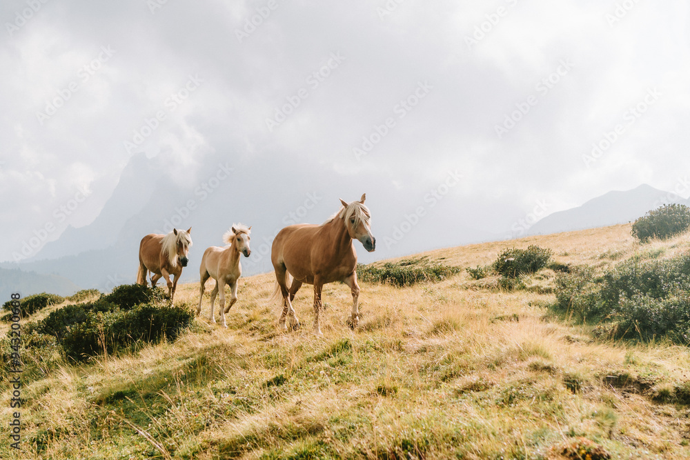 Horses on the seiser alm alpe di susi in Italy mountains Horses on the seiser alm alpe di susi in Italy mountains