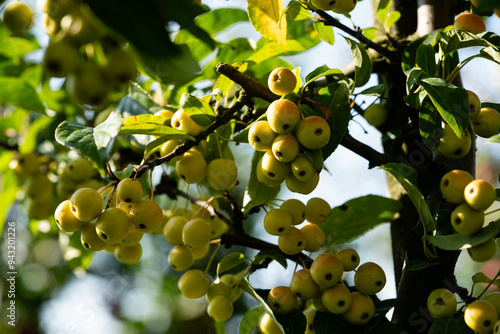 Apfelbäume im Alten Land in der Nähe von Hamburg  das größte zusammenhängende Obstanbaugebiet Europas