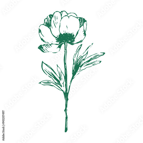Botanical illustration of a flower in black and white. Vector illustration of a beautiful flower hand-drawn