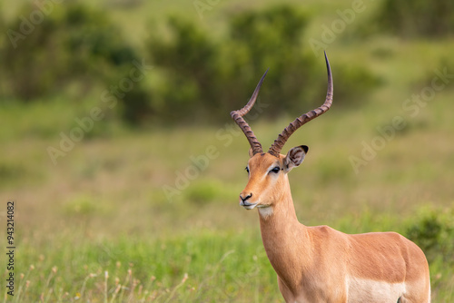 Antilope