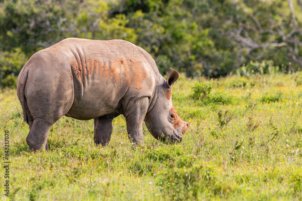 Fototapeta premium Nashorn