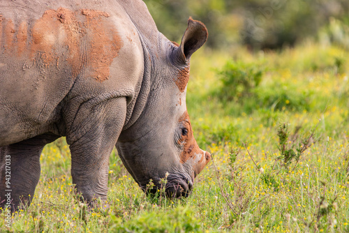 Nashorn