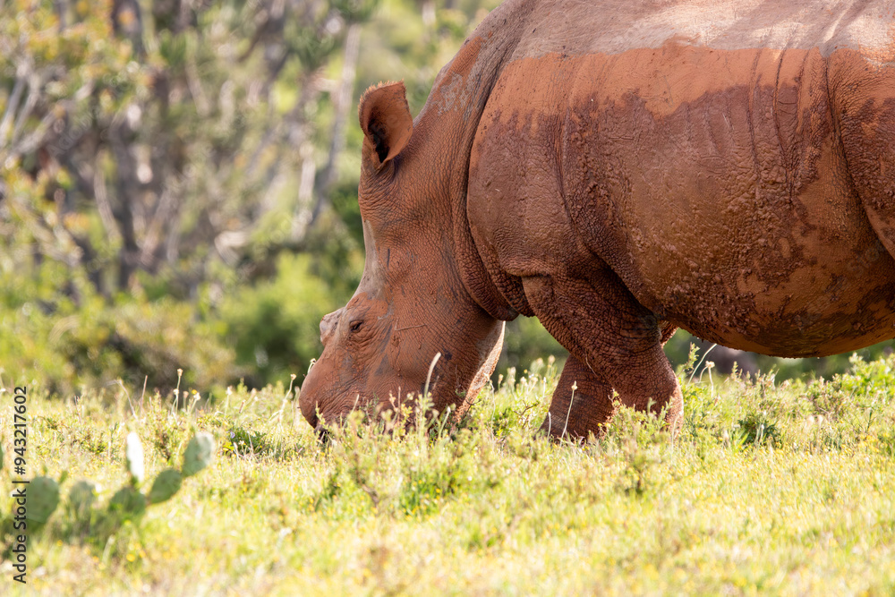 Fototapeta premium Nashorn