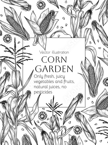 Vector frame corn on stalks, corn cobs and grains in engraving style