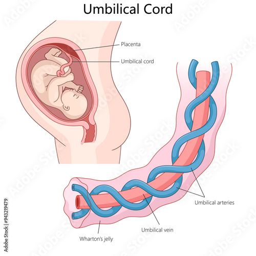 umbilical cord structure, arteries, vein, Wharton jelly, with context of fetal connection to the placenta diagram hand drawn schematic vector illustration. Medical science educational illustration