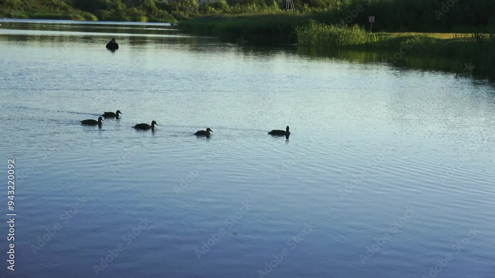Summer morning on the reservoir in the city Summer morning on the reservoir in the city