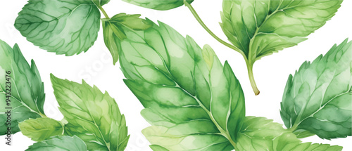 Mint leaves pattern background isolated on white4