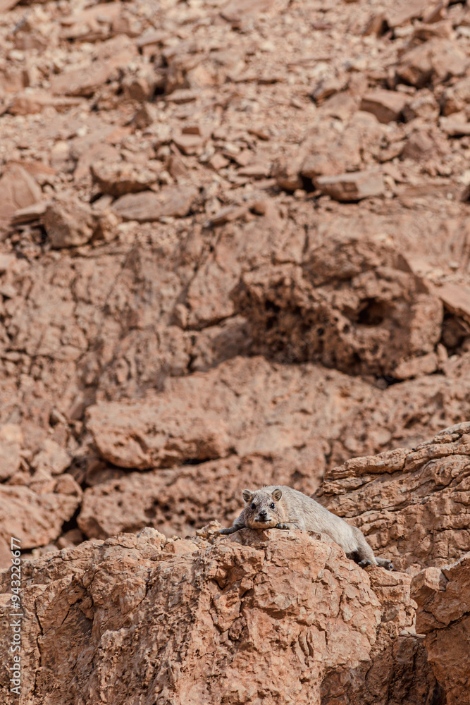 Rock hyrax in its natural habitat, Israeli desert. Arid climate wildlife Rock hyrax in its natural habitat, Israeli desert. Arid climate wildlife