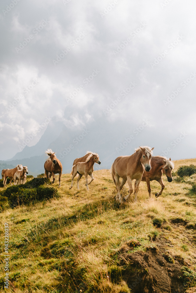 Horses on the seiser alm alpe di susi in Italy mountains Horses on the seiser alm alpe di susi in Italy mountains