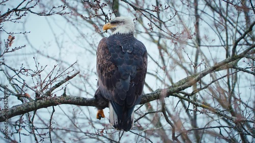 A bald eagle takes off and flys away from its perch in the thick alder trees on kodiak island alaska photo