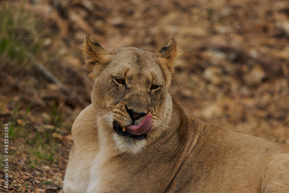 Naklejka premium Löwe