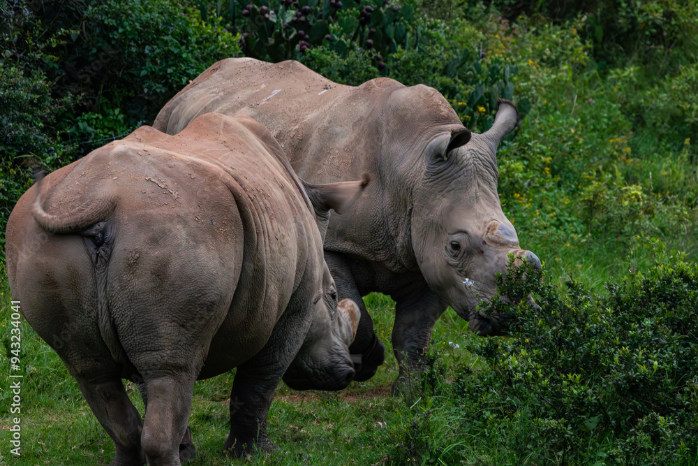 Obraz premium Nashorn