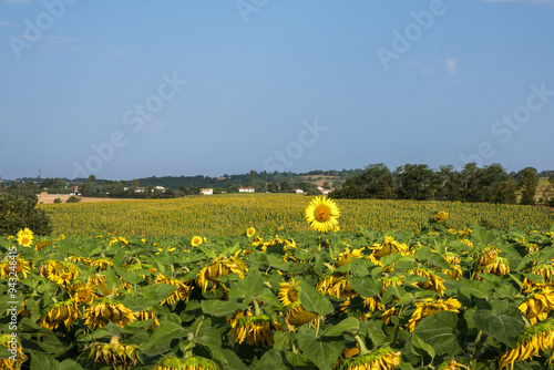 les beau tournesol