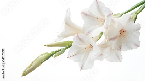 Gladiolus flower. Gladiolus floweron a pure white background. A delicate arrangement of white gladiolus flowers against a soft, light background, crea photo