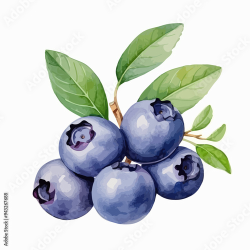 Watercolor blueberries on twigs with leaves, botanical illustration, Painted drawing portrait of blueberries with leaves isolated on white background, Hand drawn watercolor painting blueberry on white