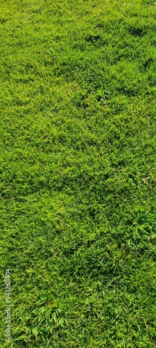 nature, forest, grass, park, lawn, turf, the grass, field