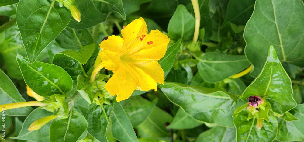 Yellow four o'clock flower. Yellow marvel of peru flowers bloom in late afternoon or evening.It is a flower that can have many colors on same plant, the trumpet-shaped flowers are sweetly fragrant
Yellow four o'clock flower. Yellow marvel of peru flowers bloom in late afternoon or evening.It is a flower that can have many colors on same plant, the trumpet-shaped flowers are sweetly fragrant