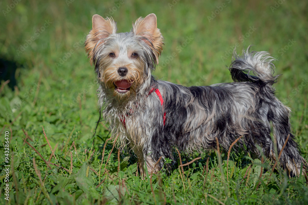 Portrait of a Yorkshire Terrier dog, against a background of grass on a sunny day. Portrait of a Yorkshire Terrier dog, against a background of grass on a sunny day.