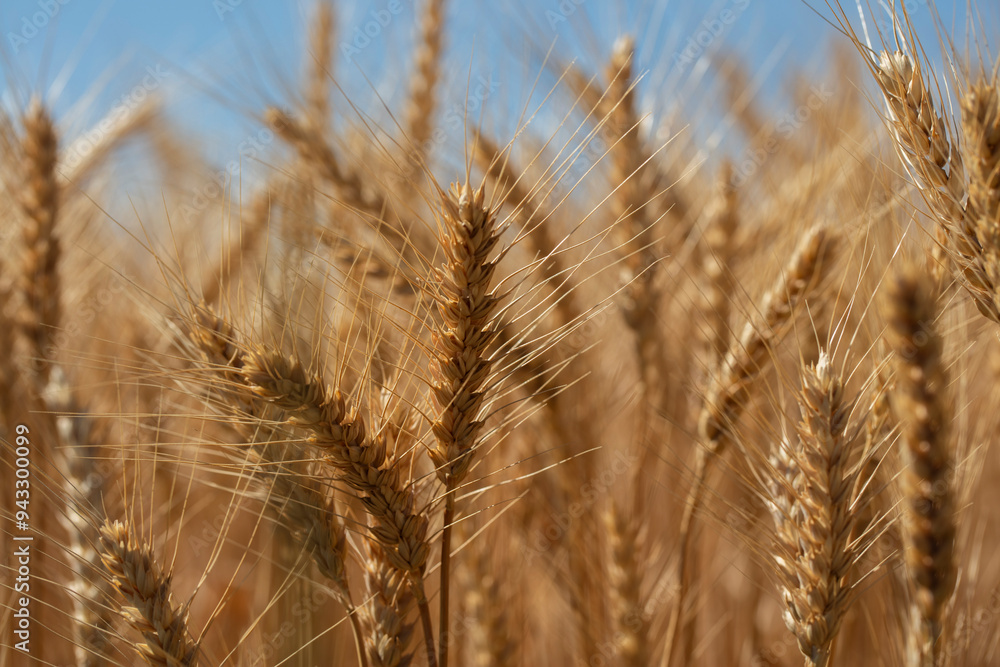 yellow wheat field in summer time . yellow wheat field in summer time .