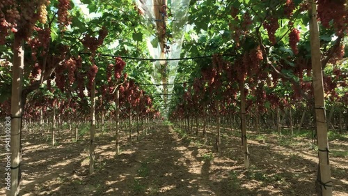 Red table grapes flowing forward under an awning