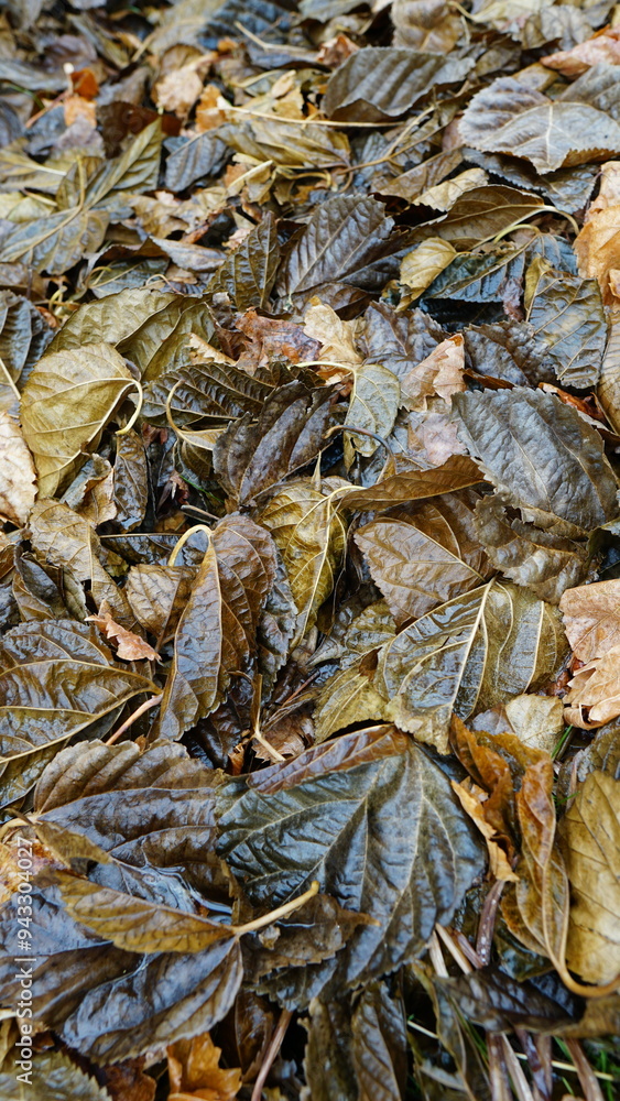 dried fish on the ground
