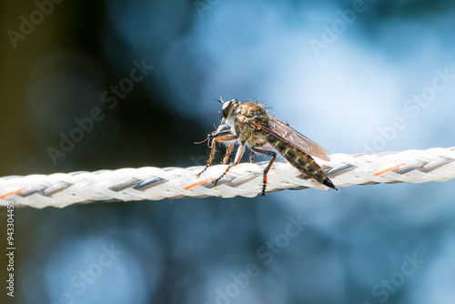 Weibchen von Gemeiner Raubfliege (Tolmerus atricapillus, Machimus atricapillus)