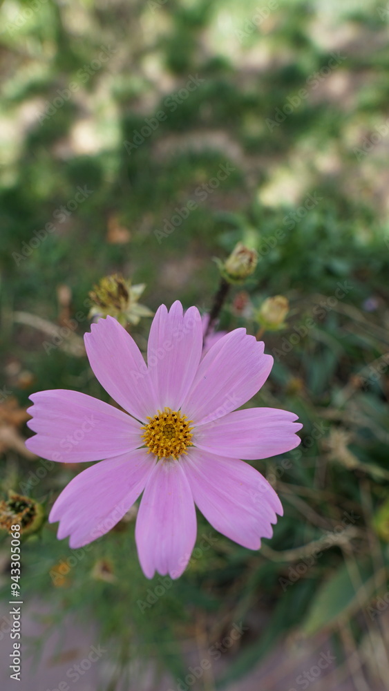 Obraz premium bee on pink flower