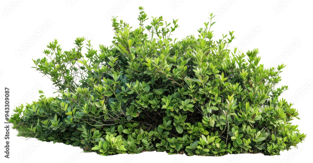 PNG Lush green bush isolated PNG Lush green bush isolated