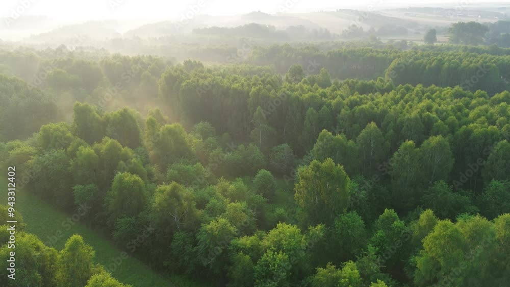 Morning sunlight streaming through dense forest Morning sunlight streaming through dense forest