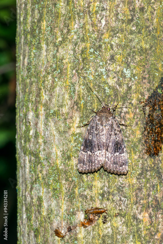 Pyramideneule (Amphipyra pyramidea) photo