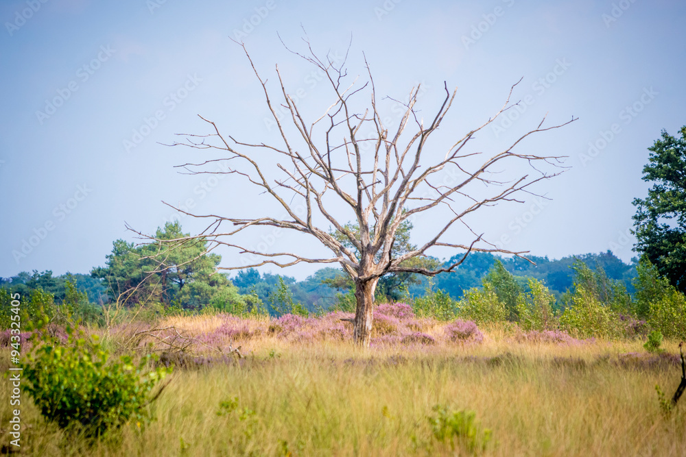 Dead tree in heather landscape on Kalmthoutse Heide in Belgium Dead tree in heather landscape on Kalmthoutse Heide in Belgium