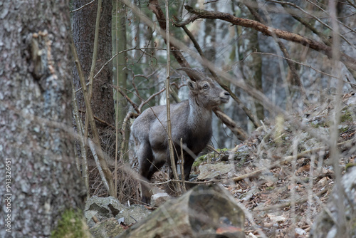 ibex a wild animal in the alps